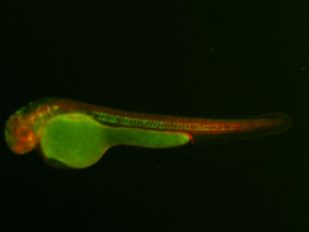 ED55 GFP/RFP 48h