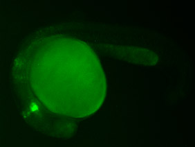 ED56 GFP 24h