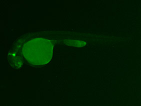 ED56 GFP 48h