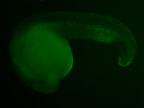 ED57 GFP 24h