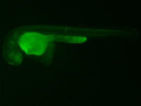 ED57 GFP 48h