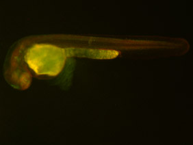 ED57 GFP/RFP 48h