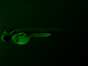 ED59 GFP 48h