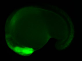 ED60 GFP 24h