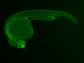 ED61 GFP 24h