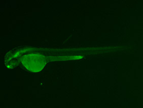 ED61 GFP 48h
