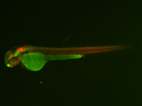 ED61 GFP/RFP 48h