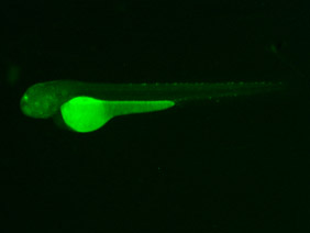 ED61B GFP 48h