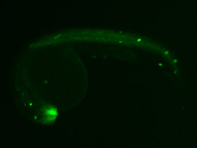 ED62A GFP 24h
