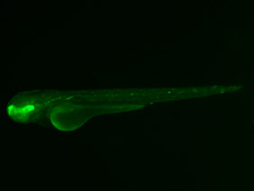 ED62A GFP 48h