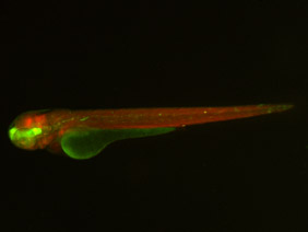 ED62A GFP/RFP 48h
