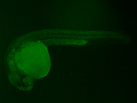 ED63 GFP 24h