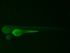 ED63 GFP 48h