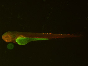ED63 GFP/RFP 48h