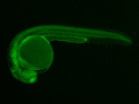 ED64 GFP 24h