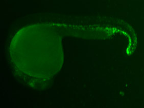 ED66 GFP 24h