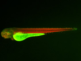 ED66 GFP/RFP 48h