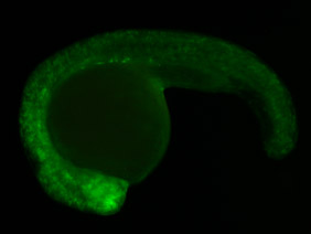 ED67 GFP 24h