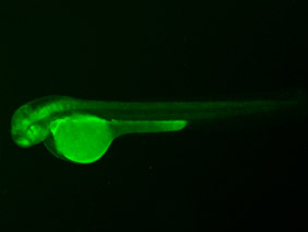 ED67 GFP 48h