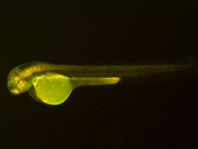 ED67 GFP/RFP 48h