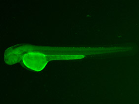 ED68 GFP 48h