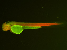 ED68 GFP/RFP 48h