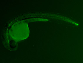 ED69 GFP 24h