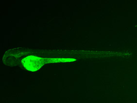 ED69 GFP 48h