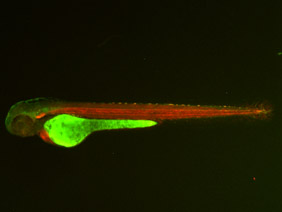 ED69 GFP/RFP 48h