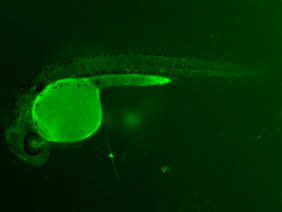 ED70 GFP 24h