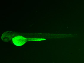 ED70 GFP 48h