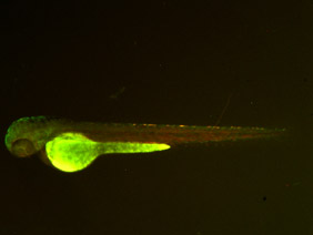 ED70 GFP/RFP 48h