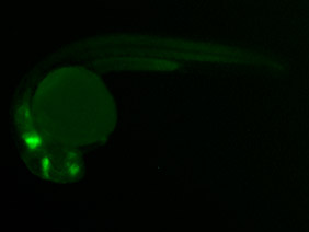 ED71 GFP 24h