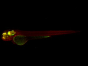 ED71 GFP/RFP 48h