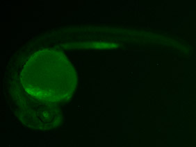 ED72 GFP 24h