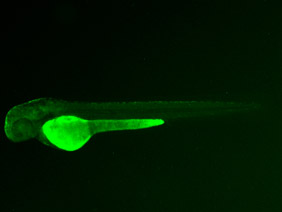ED72 GFP 48h