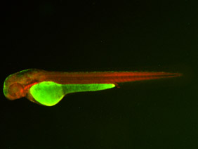 ED72 GFP/RFP 48h