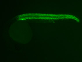 ED73 GFP 24h