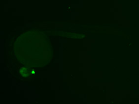 ED74 GFP 24h