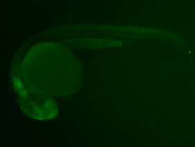 ED75 GFP 24h