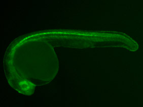 ED76 GFP 24h