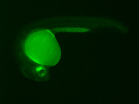 ED76A GFP 24h