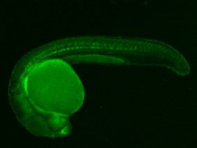 ED76B GFP 24h