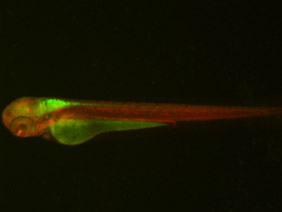 ED77 GFP/RFP 48h