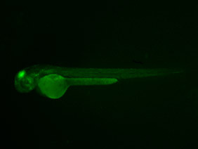 ED78 GFP 48h