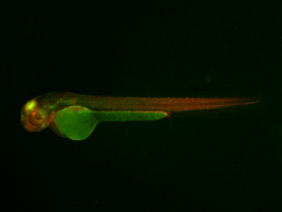ED78 GFP/RFP 48h