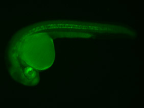 ED78A GFP 24h