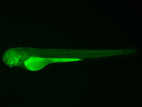 ED78A GFP 48h