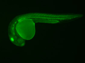 ED78B GFP 24h