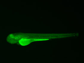 ED78B GFP 48h